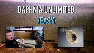 How I Raise Daphnia Water Fleas And You Can Too [upl. by Licko]