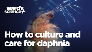 Caring and Culturing for Daphnia [upl. by Jovitah740]