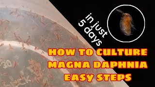 How to Culture Magna Daphnia Easily [upl. by Eilujna]