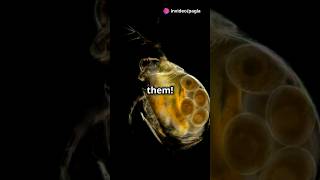 How to culture Daphnia for your Aquarium [upl. by Theurich]