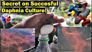 How to Culture Daphnia Successfully [upl. by Mahgirb766]