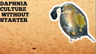 HOW TO CULTURE DAPHNIA NATURALLY WITHOUT A STARTER [upl. by Eniffit]