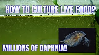 How to Culture Daphnia Secret Method to Breed MILLIONS  Simply Aquatic [upl. by Laney]