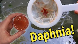 How I Culture Daphnia In Outdoor Tubs [upl. by Erastes256]