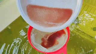 How to culture daphnia  Daphnia culture  How to grow daphnia outdoor [upl. by Llimaj]