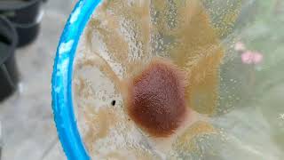 How to culture daphnia moina in a small container Part 1 English Subtitle [upl. by Barde]