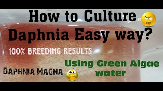 Daphnia MagnaHow to Culture Daphnia Easy wayCulturing Daphnia using Green water Daphnia [upl. by Amias606]