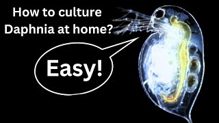 BEST Live Fish Food Beginner guide How to Culture Daphnia at home [upl. by Romito922]