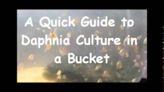 How to culture daphnia outside [upl. by Aidnahs428]