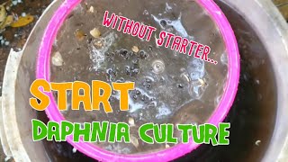 How to culture daphnia moina the easy way 1  Starting the Daphnia culture [upl. by Harima]