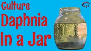 How to Culture Daphnia in a Jar [upl. by Enyad]