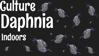 How to Culture Daphnia [upl. by Chip199]