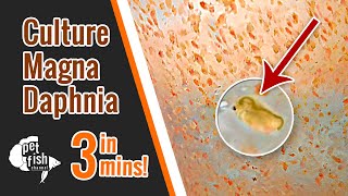 How to culture DAPHNIA MAGNA  The easy way [upl. by Enelez]