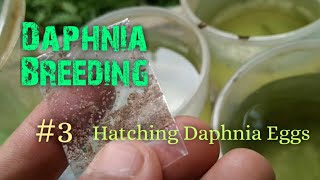 Daphnia Culture made simple and easy 3  Hatching Daphnia eggs [upl. by Locklin]