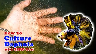 How to Culture Daphnia with ZERO Cost  Unlimited Live Food For Our Fish [upl. by Aienahs]