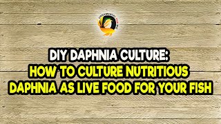 DIY Daphnia Culture How to Culture Nutritious Daphnia as Live Food for Your Fish [upl. by Gentry]