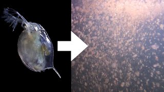 How I Culture Daphnia [upl. by Yddet]