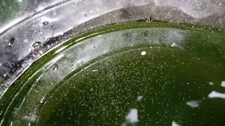 DAPHNIA MOINA CULTURE IN A SMALL BUCKET [upl. by Assiar]