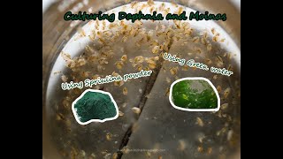 How To Culture Daphnia and Moinas using Green Water Spirulina powder [upl. by Yrrep]