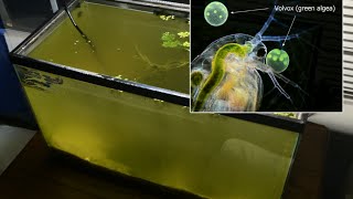 Raising Daphnia for the Freshwater Aquarium [upl. by Donia]