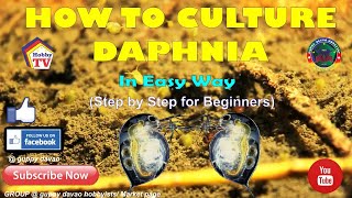 HOW TO CULTURE DAPHNIA In Easy Way [upl. by Enovaj]